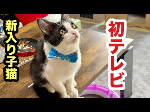 初めてテレビに映る自分を見た時の子猫の反応がこうなりました🤭