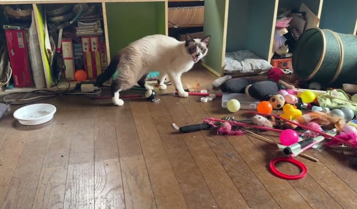 布団で、くつろぐ黒猫の黒夢、シャム雫①食事を終えたシャムのパンダが、チラ見