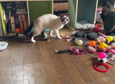 布団で、くつろぐ黒猫の黒夢、シャム雫①食事を終えたシャムのパンダが、チラ見