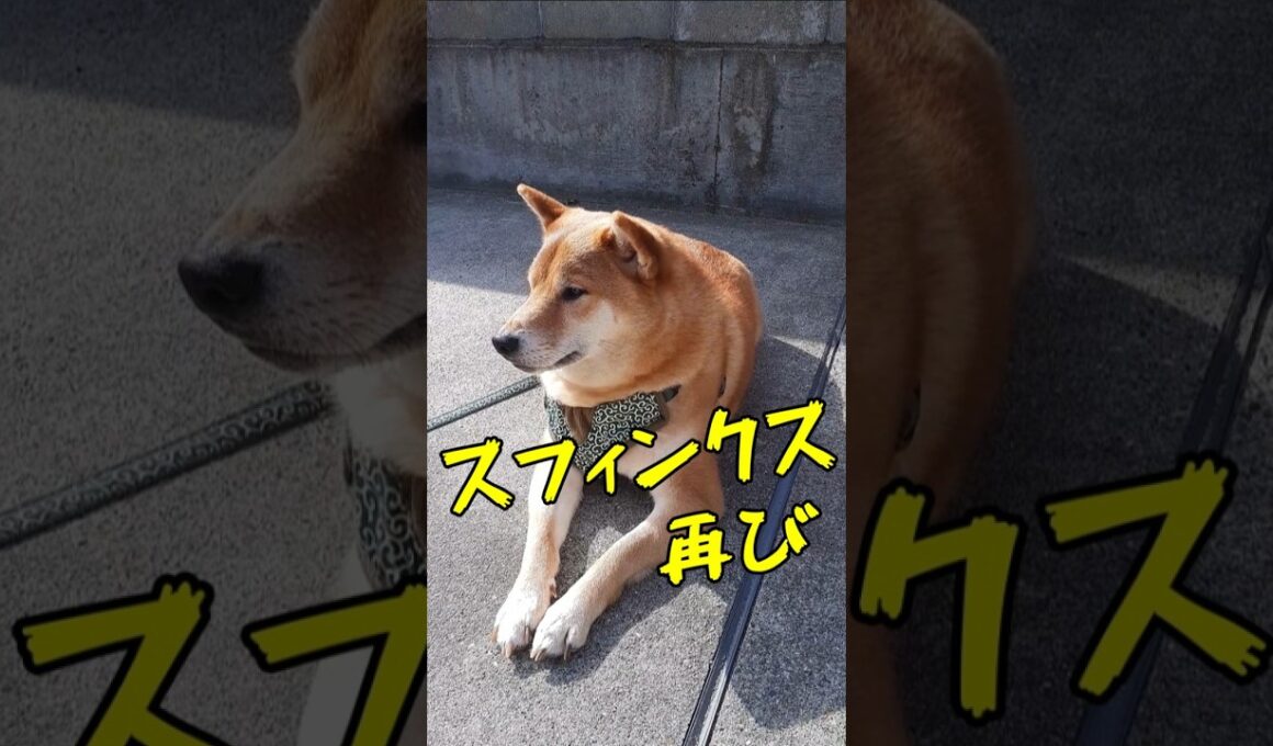 自宅駐車場にスフィンクスがいる😂 #犬のいる暮らし #柴犬