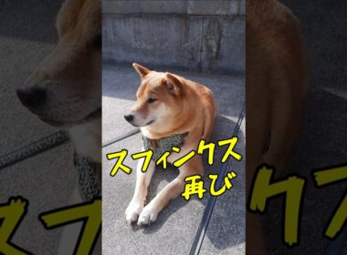 自宅駐車場にスフィンクスがいる😂 #犬のいる暮らし #柴犬