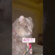 6秒 #アメリカンカール #ねこ動画