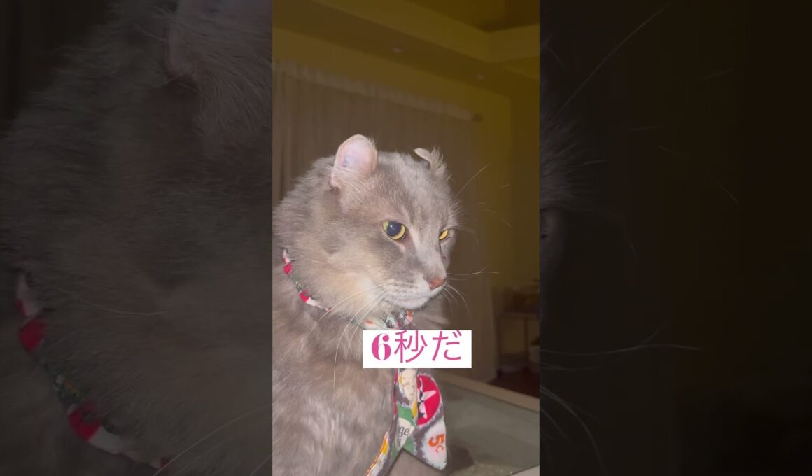 6秒 #アメリカンカール #ねこ動画
