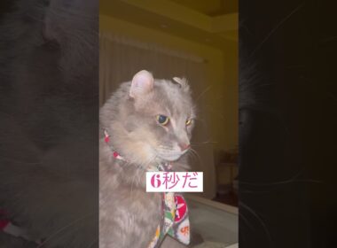 6秒 #アメリカンカール #ねこ動画