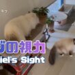バーマン猫ラフとガブ【ガブの視力】Gabriel's Sight（バーマン猫）Birman/Cat