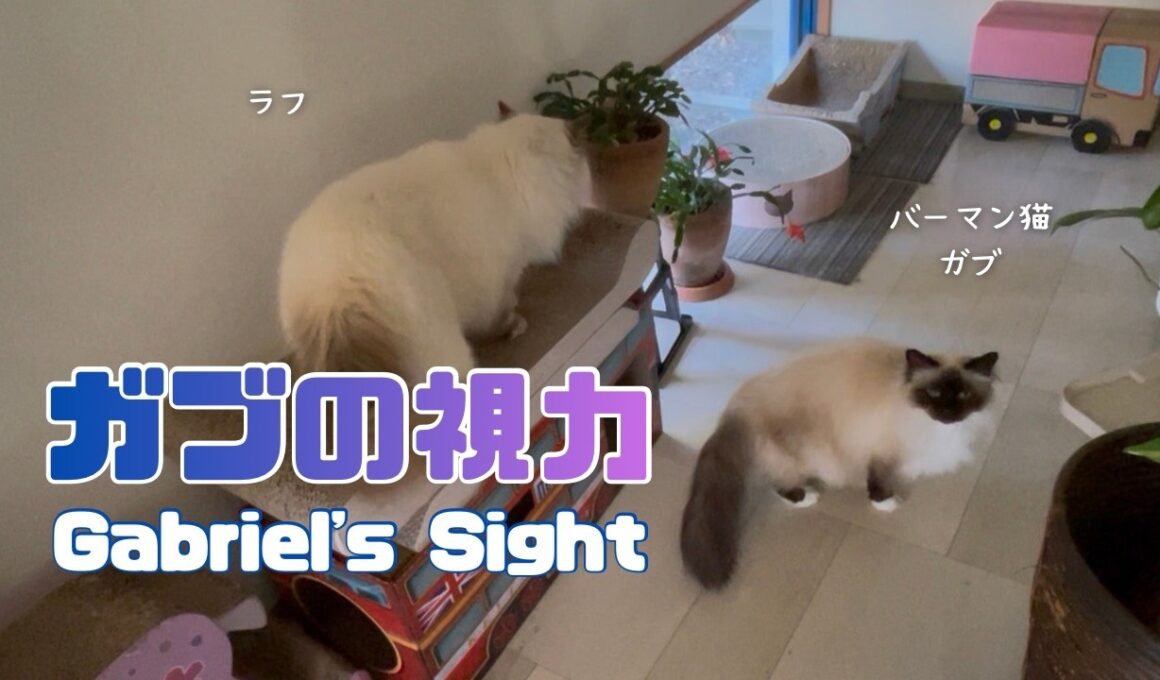 バーマン猫ラフとガブ【ガブの視力】Gabriel's Sight（バーマン猫）Birman/Cat