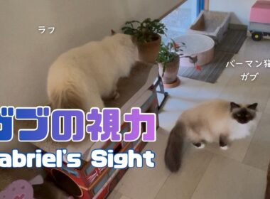 バーマン猫ラフとガブ【ガブの視力】Gabriel's Sight（バーマン猫）Birman/Cat
