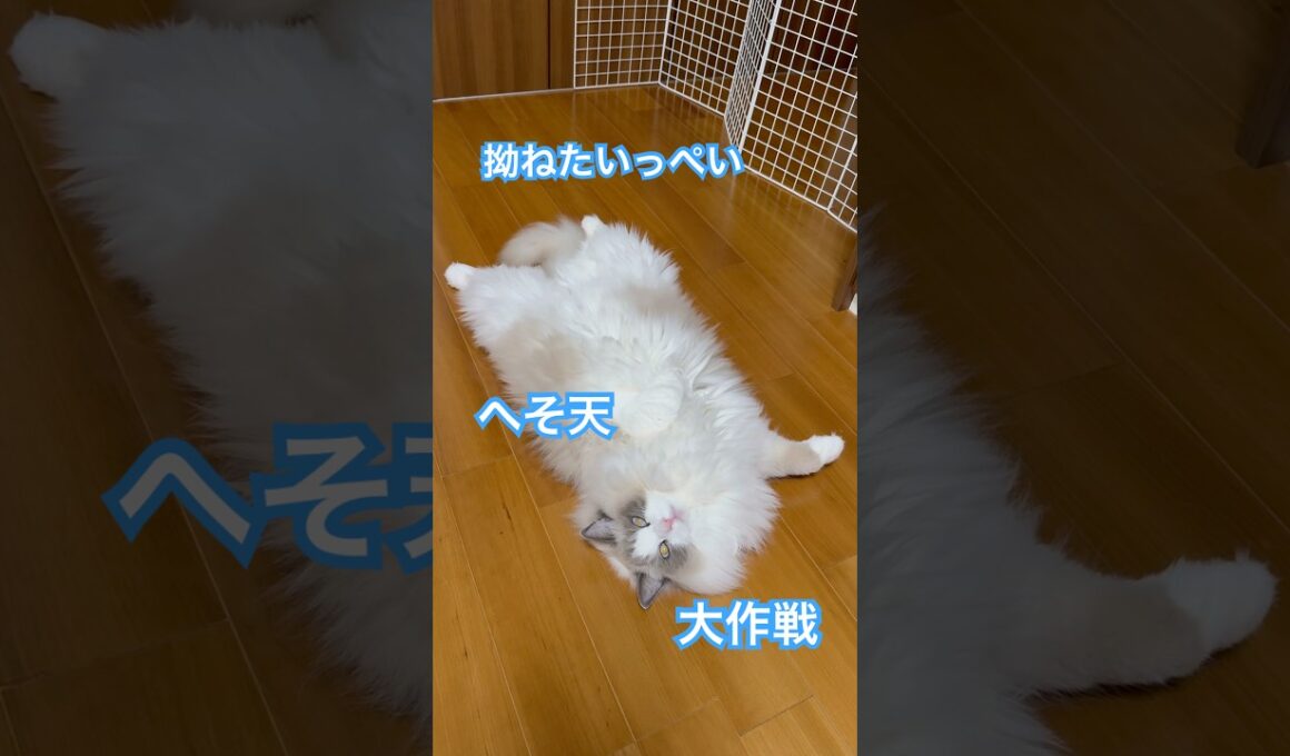 猫砂で遊んでたから、父ちゃんに怒られたいっぺいが、拗ねてこうなりました😅😅😅#ラグドール #猫好きさんと繋がりたい #猫のいる暮らし #ねこ動画