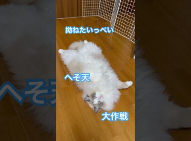 猫砂で遊んでたから、父ちゃんに怒られたいっぺいが、拗ねてこうなりました😅😅😅#ラグドール #猫好きさんと繋がりたい #猫のいる暮らし #ねこ動画