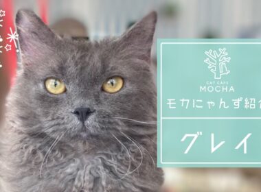 グレイ（ラパーマMIX♂）イオンレイクタウン店