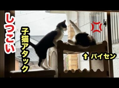 子猫の攻撃にイライラした先輩猫が取った行動がこちらになります