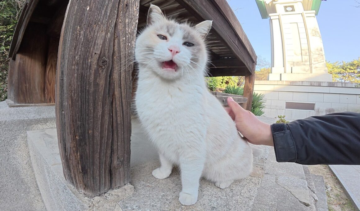 神社へ行くと、タヌキみたいな猫が可愛い声でお出迎えしてくれた