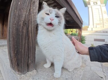 神社へ行くと、タヌキみたいな猫が可愛い声でお出迎えしてくれた