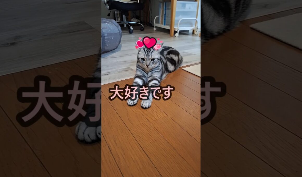 ｢今押しがいないそこの君｣#shorts #アメショ #アメリカンショートヘアー #ねこ #cat #猫 #猫のいる暮らし #子ネコ #保護猫