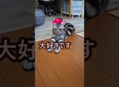 ｢今押しがいないそこの君｣#shorts #アメショ #アメリカンショートヘアー #ねこ #cat #猫 #猫のいる暮らし #子ネコ #保護猫