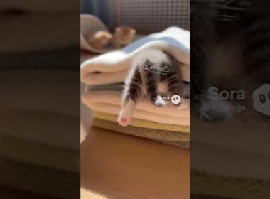 どーこだ #cat #kitty #pets #子猫 #猫 #赤ちゃん猫