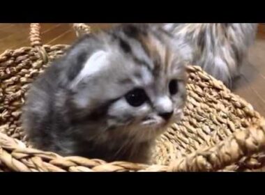 5/24日産  ブラウンタビーロング ヘアー女の子