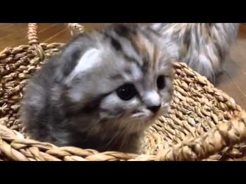 5/24日産  ブラウンタビーロング ヘアー女の子