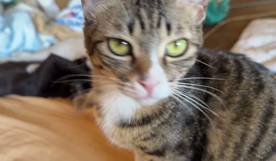 布団で、くつろぐ黒猫の黒夢、シャム雫②キジシロのルルが、そばで、くつろいでたので、ちょっかいを出すウp主