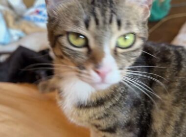 布団で、くつろぐ黒猫の黒夢、シャム雫②キジシロのルルが、そばで、くつろいでたので、ちょっかいを出すウp主