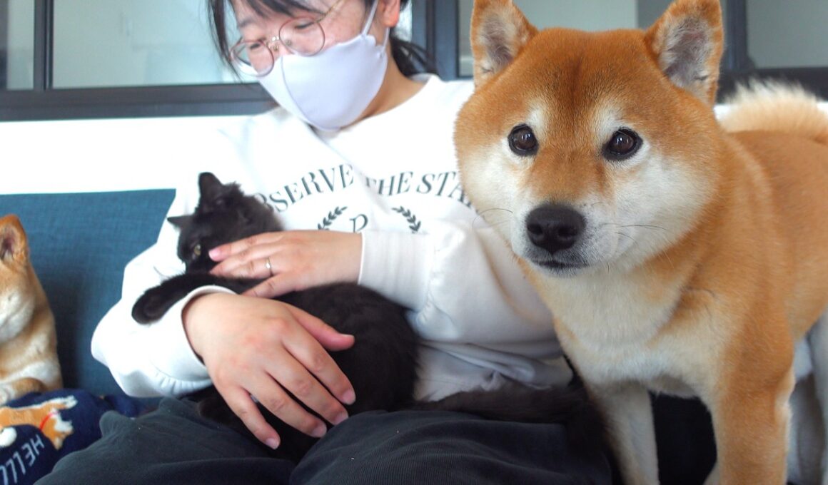 疲れたママを柴犬と子猫で奪い合い…結末が優しすぎた。。