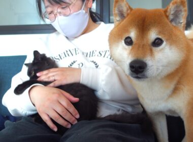疲れたママを柴犬と子猫で奪い合い…結末が優しすぎた。。