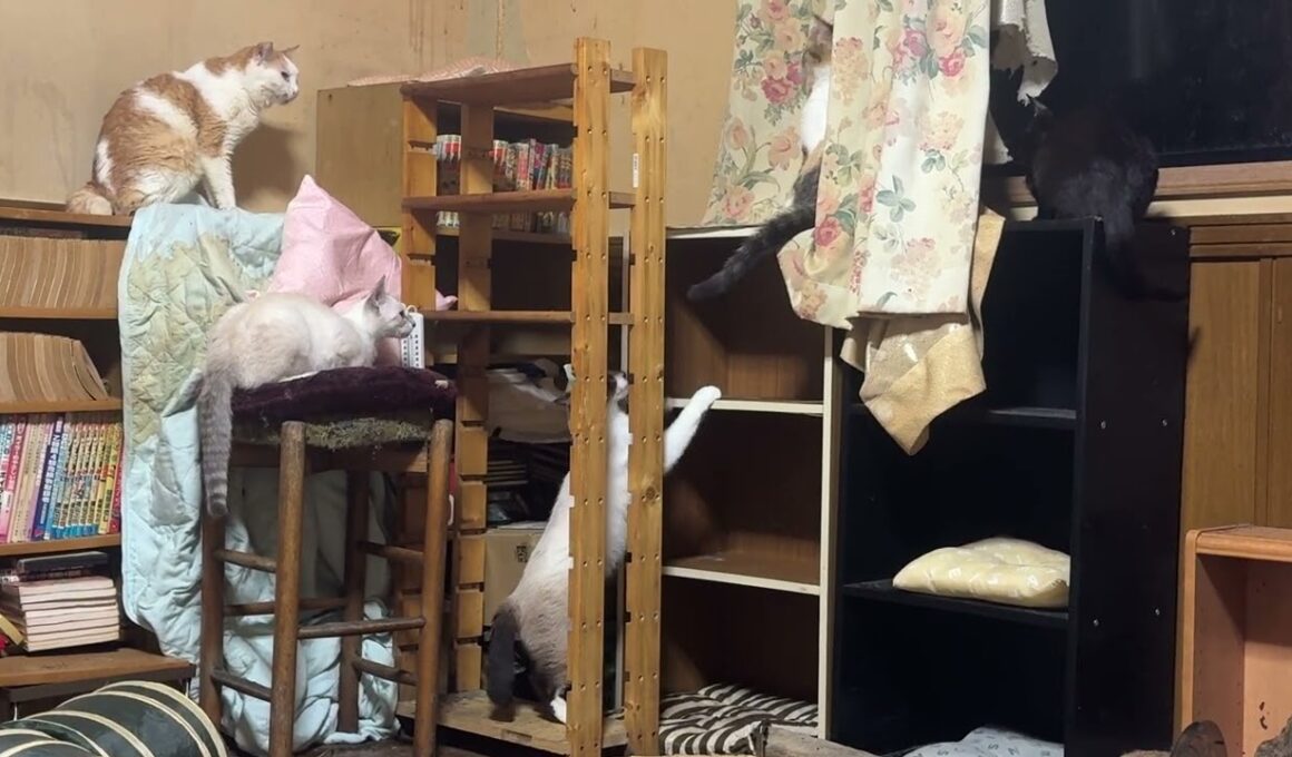 茶白ジュニア、シャム雫とパンダ、黒猫の黒夢が邪魔で動けない三毛猫ミックス。なんとか突破口を見つけ