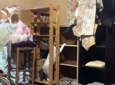 茶白ジュニア、シャム雫とパンダ、黒猫の黒夢が邪魔で動けない三毛猫ミックス。なんとか突破口を見つけ