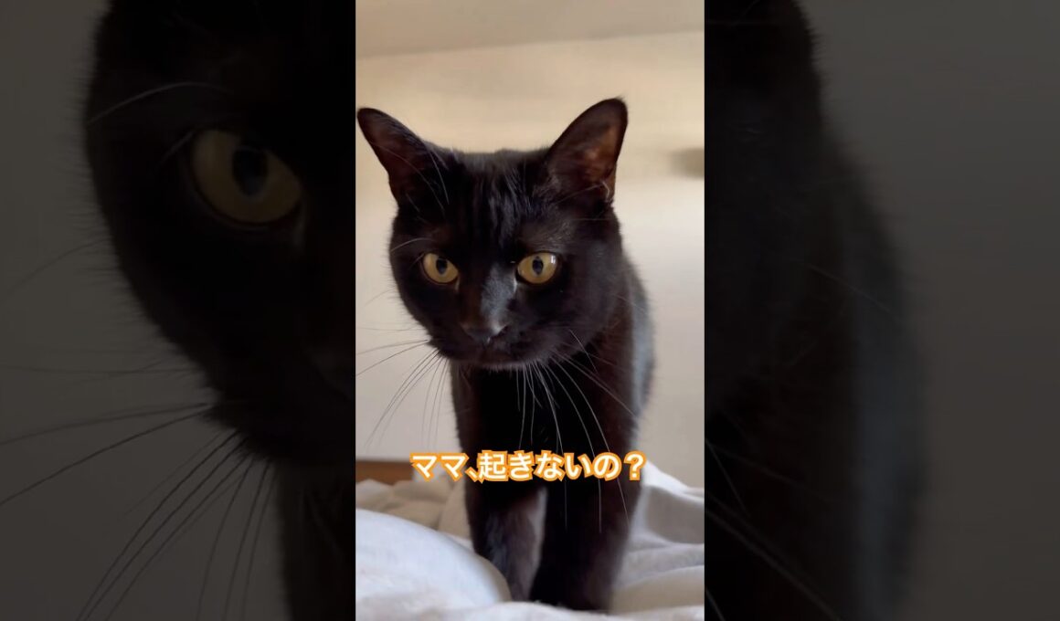 週末に限って目覚まし猫。 #cat #猫のいる暮らし #ボンベイ