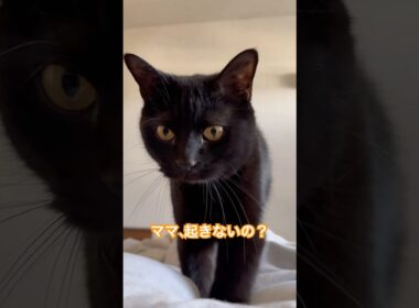 週末に限って目覚まし猫。 #cat #猫のいる暮らし #ボンベイ
