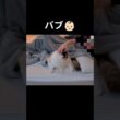 見守りカメラの録画📹️ #shorts #猫 #子猫 #ラグドール #甘えん坊猫 #ぬいぐるみ猫