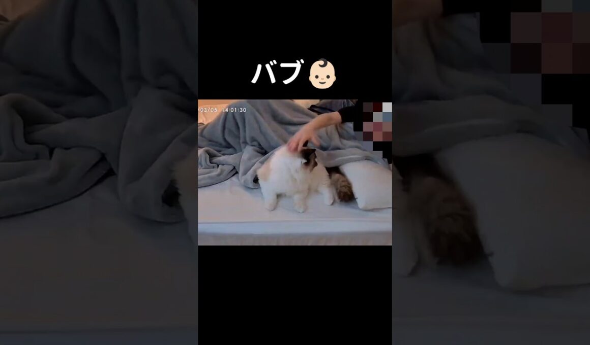 見守りカメラの録画📹️ #shorts #猫 #子猫 #ラグドール #甘えん坊猫 #ぬいぐるみ猫