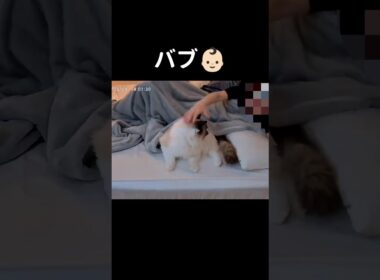 見守りカメラの録画📹️ #shorts #猫 #子猫 #ラグドール #甘えん坊猫 #ぬいぐるみ猫