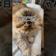 2026/03/08今日のしーちゃん #猫 #ペルシャ #シエル #cat #猫のいる暮らし