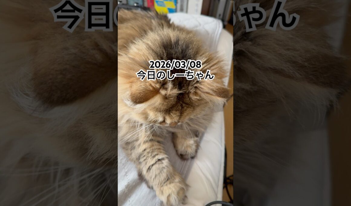 2026/03/08今日のしーちゃん #猫 #ペルシャ #シエル #cat #猫のいる暮らし