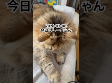 2026/03/08今日のしーちゃん #猫 #ペルシャ #シエル #cat #猫のいる暮らし