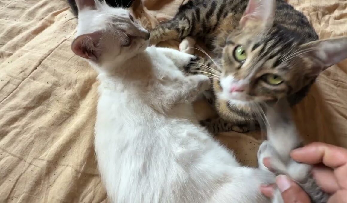 キジシロのルルに甘えるシャム雫。雫のシッポで、ルルを、いじったら、雫がｗ