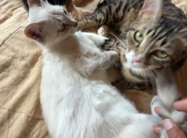 キジシロのルルに甘えるシャム雫。雫のシッポで、ルルを、いじったら、雫がｗ