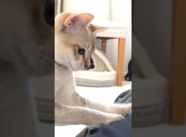 モミモミ #猫 #ねこ #こねこ #猫のいる暮らし #シンガプーラ #cat #catshorts