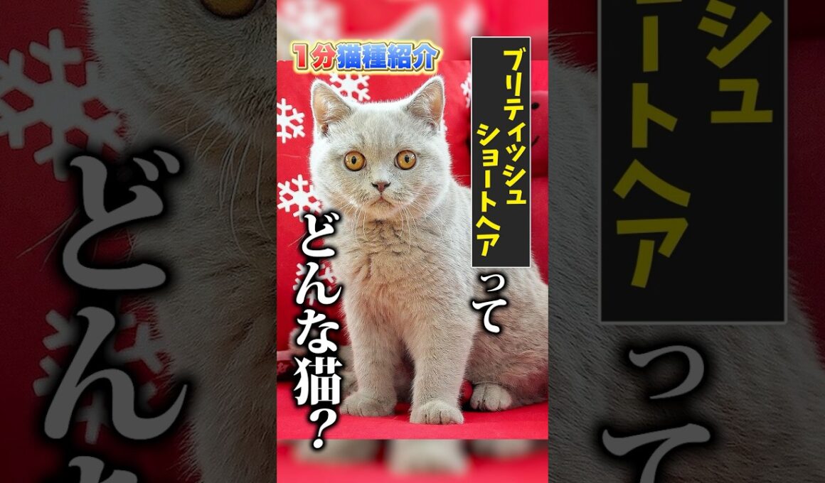 【1分で猫種紹介】ブリティッシュショートヘア編 #ペットショップ #ブリーダー
