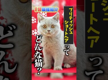 【1分で猫種紹介】ブリティッシュショートヘア編 #ペットショップ #ブリーダー