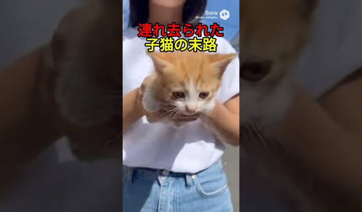 連れ去られた子猫の末路【感動物語】 #shorts