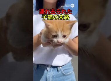 連れ去られた子猫の末路【感動物語】 #shorts