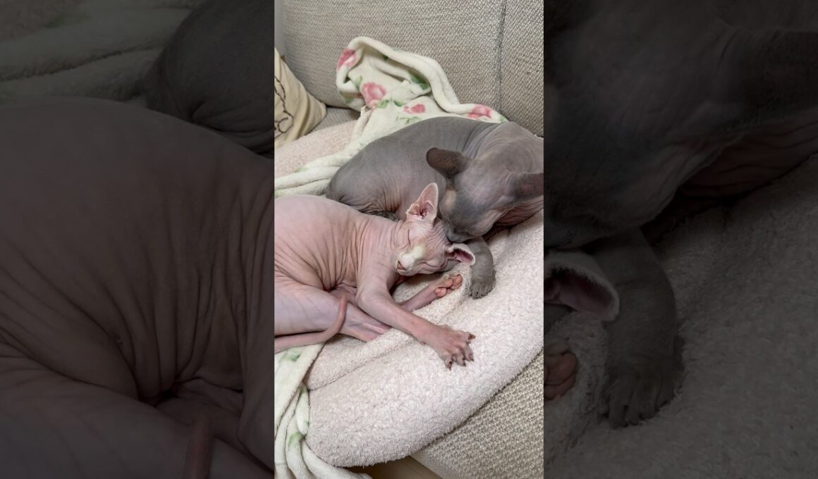 エモすぎ兄妹猫スルタンとアレクサ【スフィンクス】