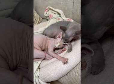 エモすぎ兄妹猫スルタンとアレクサ【スフィンクス】