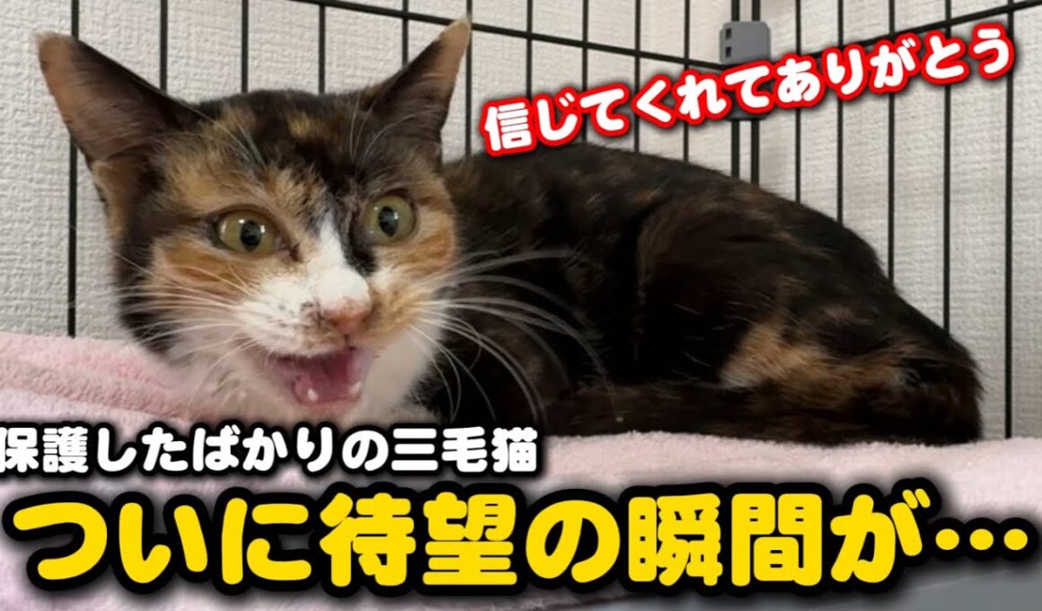 ひとりぼっちで彷徨った子猫が人の温もりを知った日