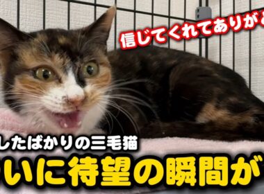 ひとりぼっちで彷徨った子猫が人の温もりを知った日