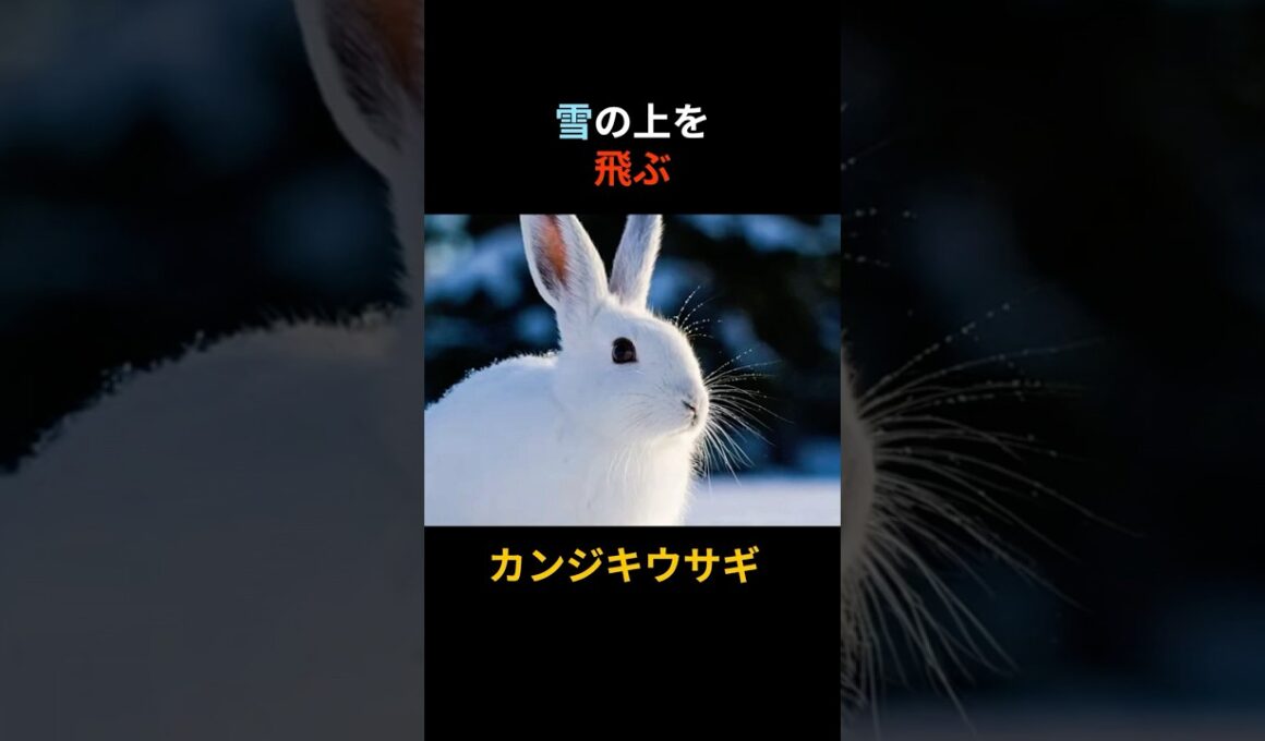 【爆走】雪の上を時速50kmで飛ぶ？天然のスノーシューを持つ「カンジキウサギ」が可愛すぎる… #shorts