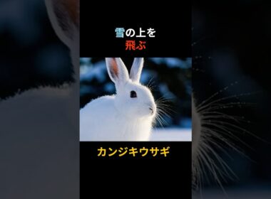 【爆走】雪の上を時速50kmで飛ぶ？天然のスノーシューを持つ「カンジキウサギ」が可愛すぎる… #shorts
