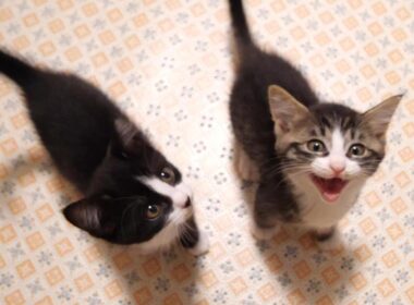 子猫のニャーニャー隊が仲良く猫じゃらしで遊ぶ【赤ちゃん猫　保護猫】